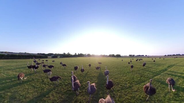 Ostrich Farm at Sunset