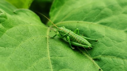 green grasshopper on a leaf