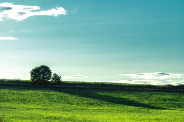 Tree and its shadow at sunset with green field and blue sky