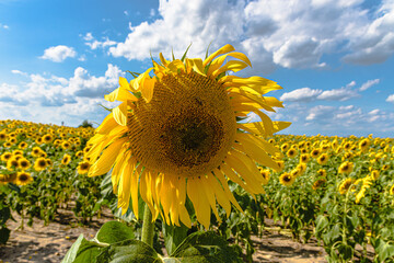 Field of blooming sunflowers on a background sky in Belarus