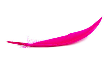 Pink feather isolated on the white background