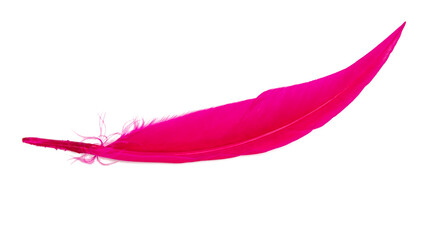 Pink feather isolated on the white background