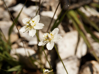 (Parnassia palustris) Grass-of-panassus. Translucent green stripes adorning white petals of its cup-shaped flower on long stem in a wet alpine pasture