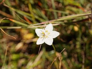 (Parnassia palustris) Marsh grass of Parnassus. Pretty, ivory-white flowers with green stripes, cluster of yellow stamens around center held on long stem growing on alpine pasture
