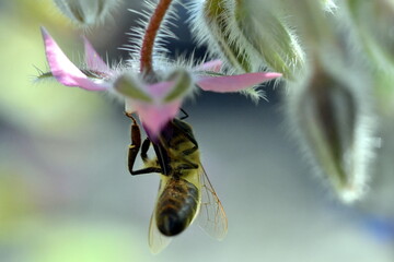 Bee in a pink borage flower