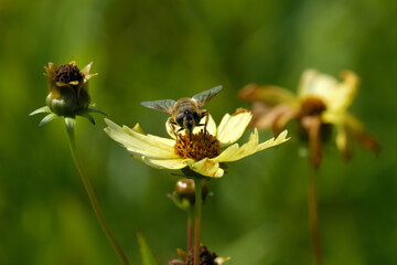 Nature photography of an insect  on a yellow blossom and withered flowers at the end of summer - Stockphoto