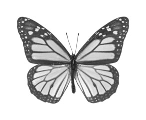 Butterfly Danaus plexippus close up
