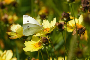 Nature photography of a white butterfly  on a yellow blossom and withered flowers at the end of summer - Stockphoto