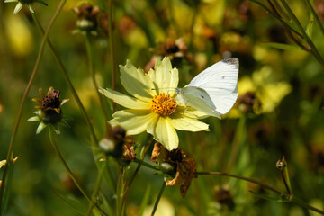 Nature photography of a white butterfly  on a yellow blossom and withered flowers at the end of summer - Stockphoto