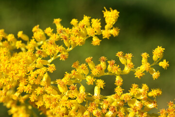 Solidago canadensis blooms in nature