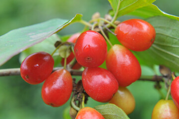 The fruits of dogwood ripen on a tree branch