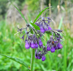In the meadow, the comfrey (Symphytum officinale) is blooming