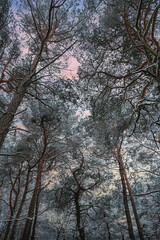 trees in the forest in winter