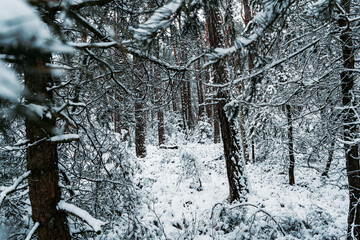 Fototapeta premium snow covered tree
