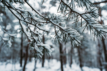 snow covered branches