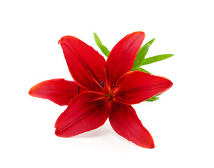 Beautiful red lily.