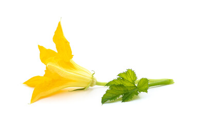 Beautiful yellow pumpkin flower with green leaves.