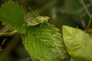 One large green grasshopper (locust) sits on a growing leaf of a strawberry plant.