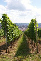 Fototapeta na wymiar Würzburger Stein | Deutsche Weinbaulage nördlich der Stadt Würzburg (Vineyard 