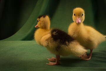 Cute ducklings on a dark green background
