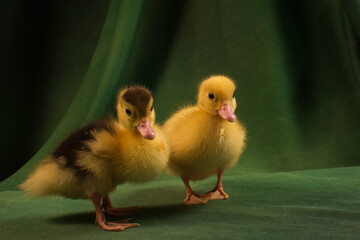 Cute ducklings on a dark green background