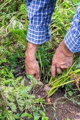 Fototapeta premium Farmer digs fresh organic carrots with tops from the ground, young raw vegetables from a garden bed