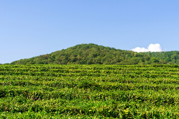 Fototapeta na wymiar Green tea on a sunny day,tea plantation natural background.