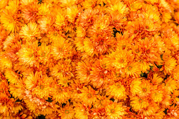beautiful blooming orange chrysanthemum flowers background - obrazy, fototapety, plakaty