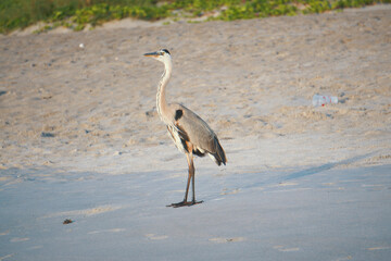 Great blue heron Cocoa Beach
