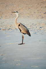 Great blue heron at the beach