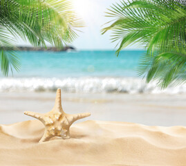 Fototapeta na wymiar Beautiful sea star on sandy beach. Space for text