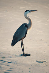 Great blue heron Cocoa Beach, Florida