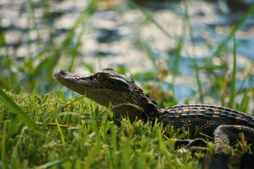 Baby alligator next to pond 