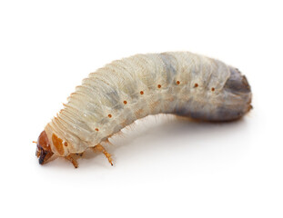 One beetle larva.