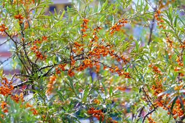 Sea buckthorn was used as a medicine, berry oil, or taken orally as a dietary supplement. Selective focus