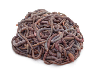 Pile of earthworms.