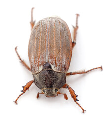 One brown beetle.