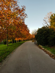 Autumn park in sunny day