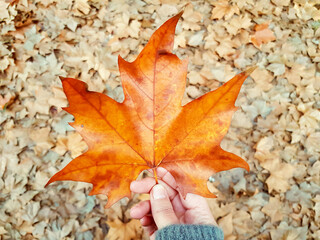 Woman holding autumn maple leaf