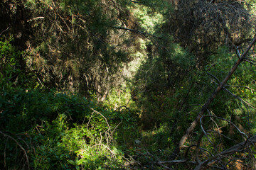 Early morning with sunrise in spruce forest