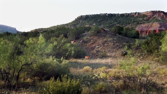Deers in the Palo Duro Canyon, Texas