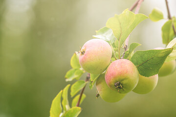 Apple branch with ripe apples