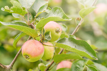 Close-up apple branch with ripe apples