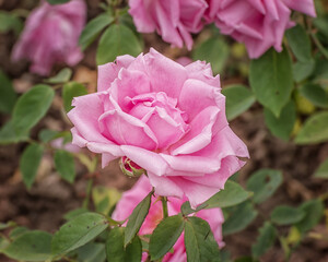 Rose Madame Caroline Testout. An excellent climbing early Hybrid Tea rose with large, rose-pink...