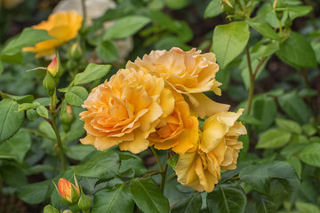 Ros Tantaus Amber Rose with double, warm amber-yellow, richly flowering flowers