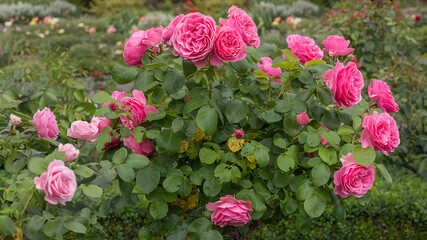 Shrub with very full, deep pink flowers. Selected sorts of exquisite roses for parks, gardens, decoration. Summer landscape