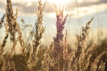 Fototapeta premium wheat field at sunset