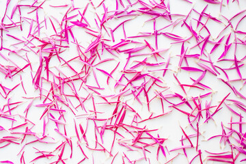 Pink petals on a white background. Colored background. Aster petals. 