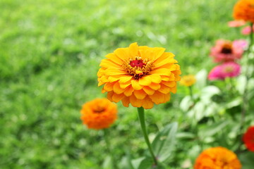 beautiful orange zinnia flower blooming in garden