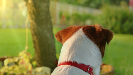 Pies w ogrodzie o zachodzie słońca. Dog in the garden against the backdrop of the setting sun.  Jack Russell Terrier. © jarizPJ